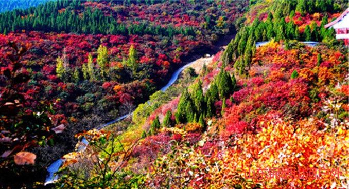 1596027791905807.jpg 12281571531308.jpg