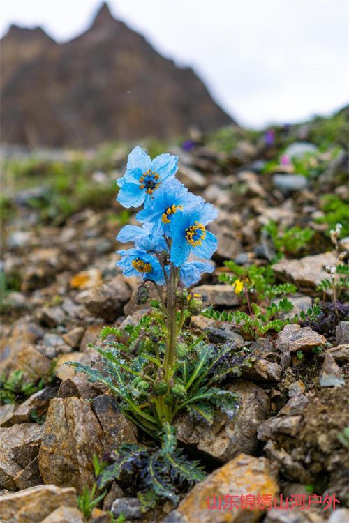 1686035153906991.jpg d1.jpg