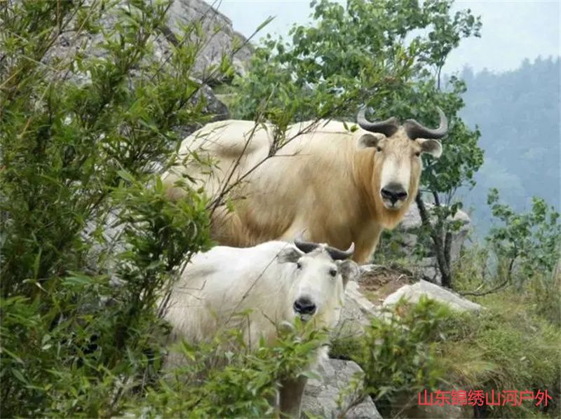 1689509763424102.jpg u=3043001804,1821150755&fm=253&fmt=auto&app=138&f=JPEG.jpg