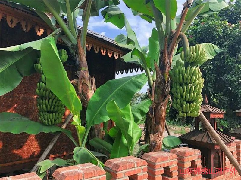 1692512888148983.jpg d81d6cbc4af85e4565a6362abd84ac19-sz_118444.jpg