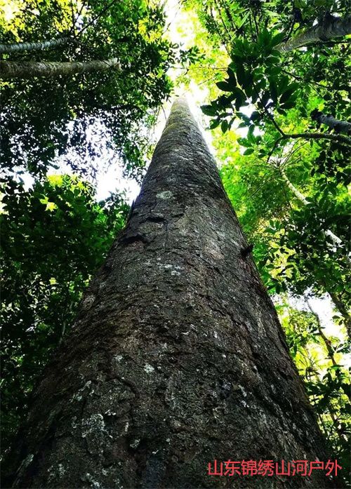 1692515803603224.jpg a67fd22f9b5753781be156ccbbf00e5b-sz_303323.jpg