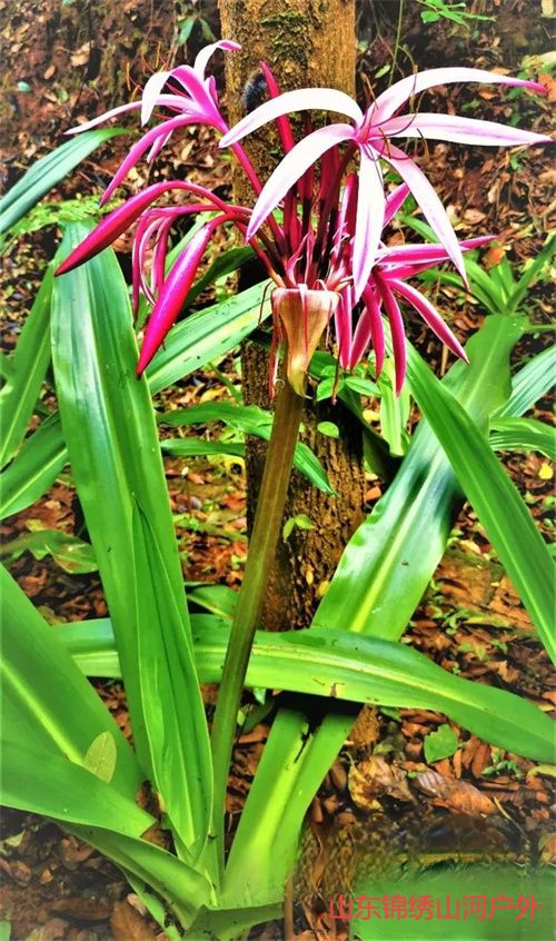 1692515823993560.jpg a959aa4401fa971443f19778334d0863-sz_226498.jpg