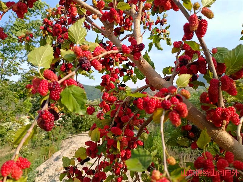 1747720241585588.jpg 微信图片_20250520105419.jpg